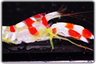Candy Stripe Pistol Shrimp